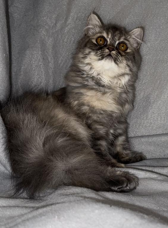 SP14 Misty Dilute Tortie Blue Cream Doll Face photo 2