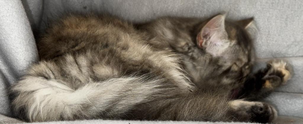 SP14 Misty Dilute Tortie Blue Cream Doll Face photo 5