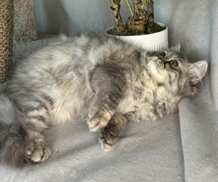 SP14 Misty Dilute Tortie Blue Cream Doll Face photo 3