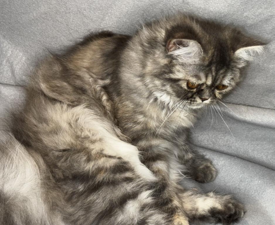 SP14 Misty Dilute Tortie Blue Cream Doll Face photo 4