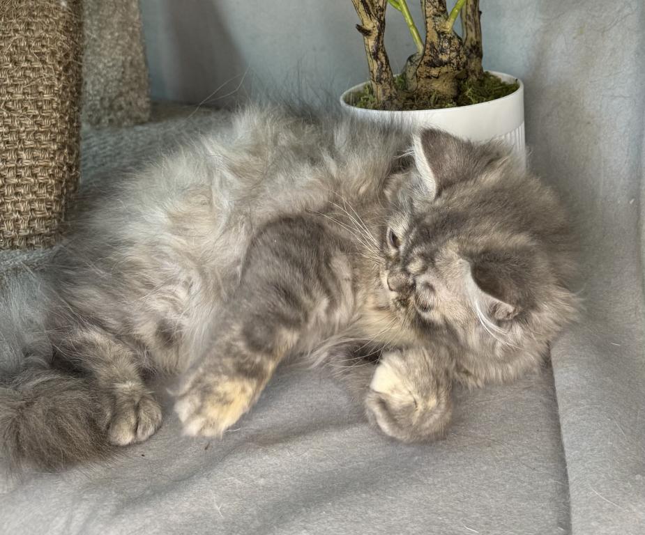 SP14 Misty Dilute Tortie Blue Cream Doll Face photo 4