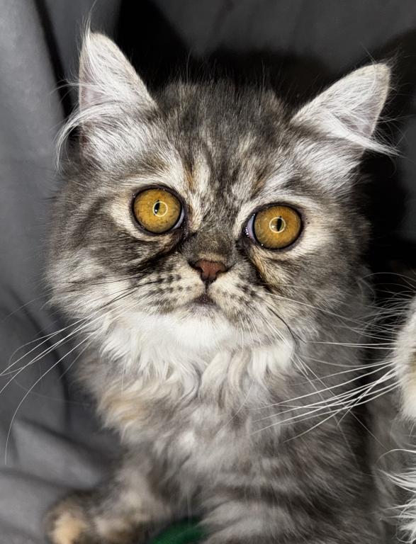 SP14 Misty Dilute Tortie Blue Cream Doll Face photo 1