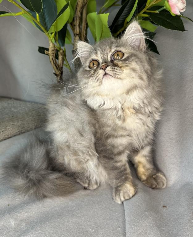 SP14 Misty Dilute Tortie Blue Cream Doll Face photo 1