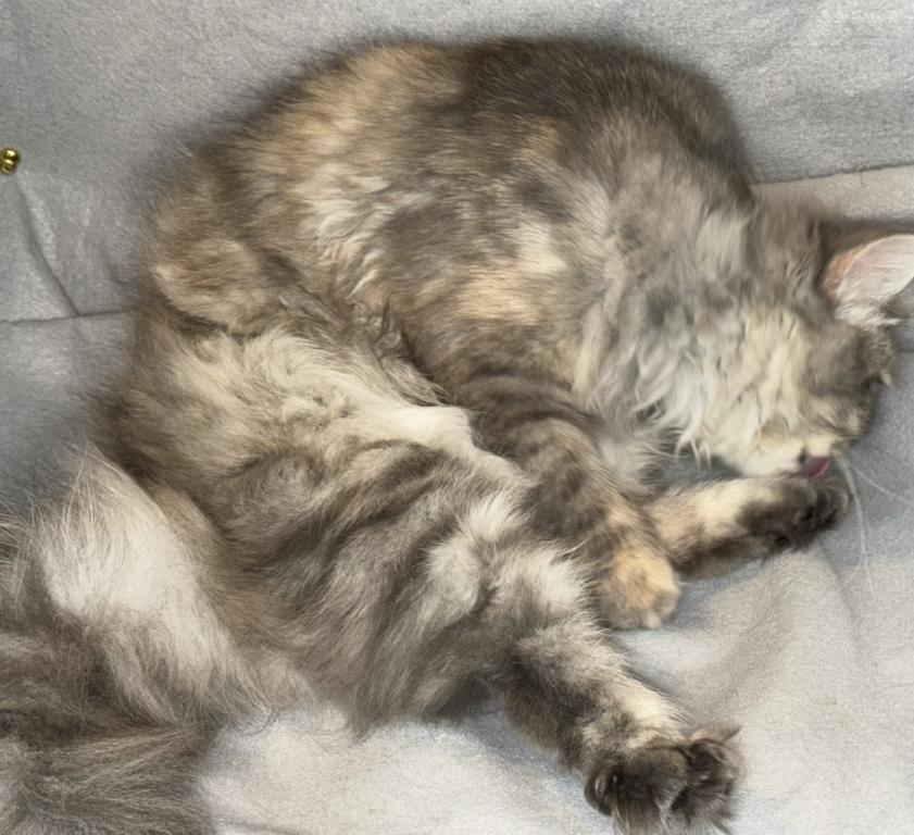SP14 Misty Dilute Tortie Blue Cream Doll Face photo 6
