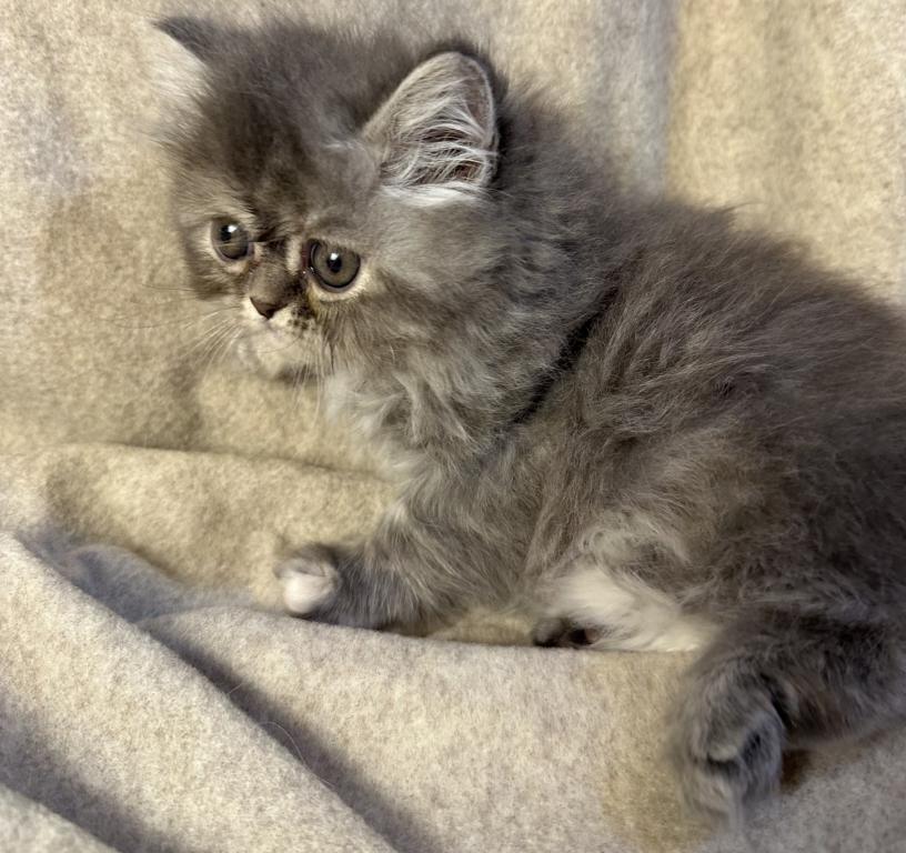 SP14 Misty Dilute Tortie Blue Cream Doll Face photo 13