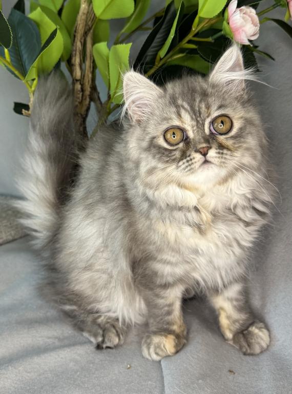 SP14 Misty Dilute Tortie Blue Cream Doll Face photo 10
