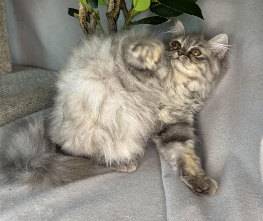 SP14 Misty Dilute Tortie Blue Cream Doll Face photo 2