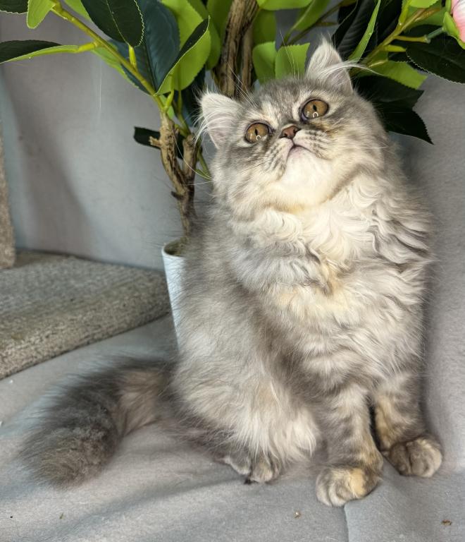 SP14 Misty Dilute Tortie Blue Cream Doll Face photo 9