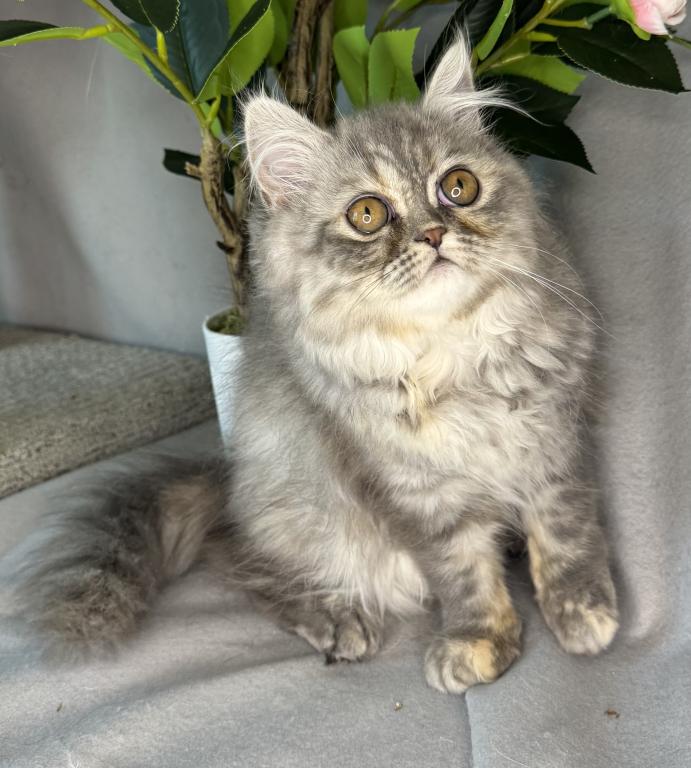 SP14 Misty Dilute Tortie Blue Cream Doll Face photo 7