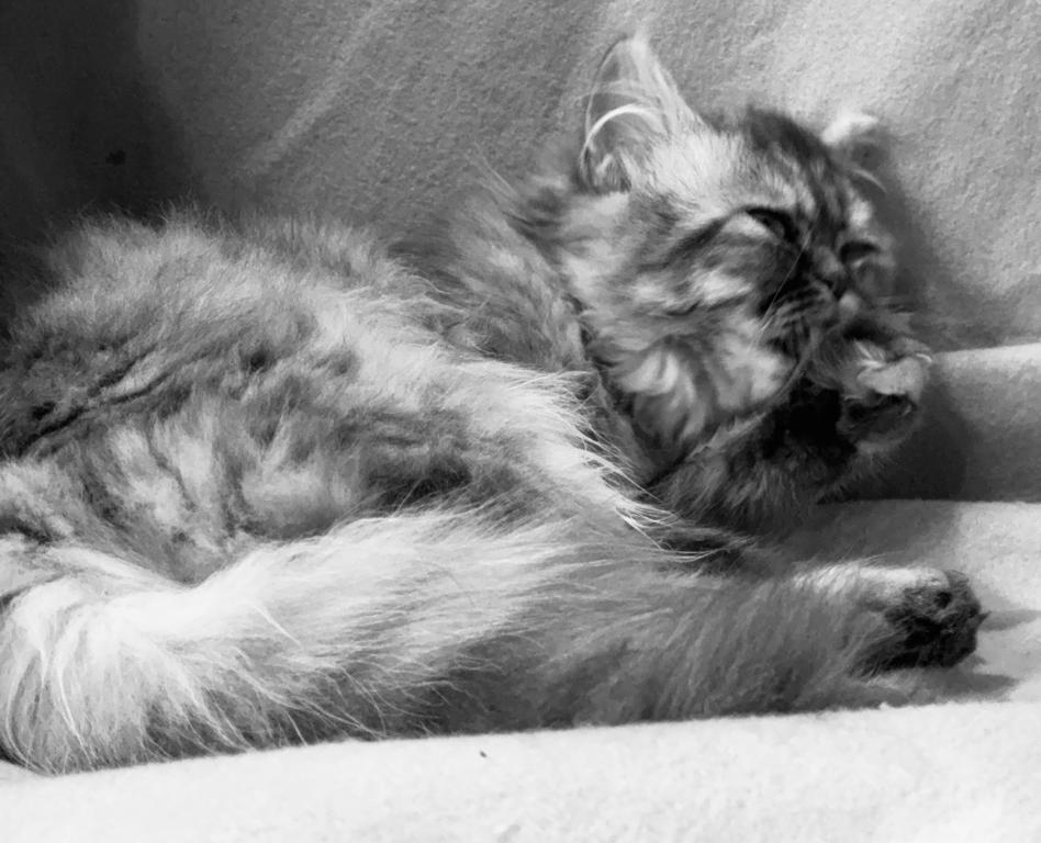 SP14 Misty Dilute Tortie Blue Cream Doll Face photo 7