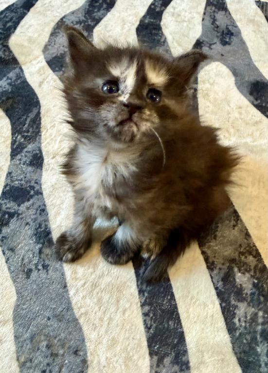 Caribbean Coons Maine Coons Sarasota photo 11