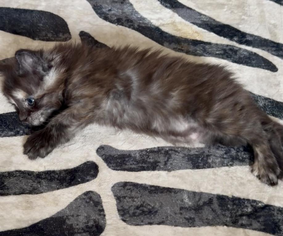 Caribbean Coons Maine Coons Sarasota photo 8