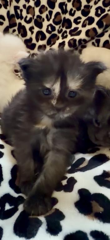Caribbean Coons Maine Coons Sarasota photo 9