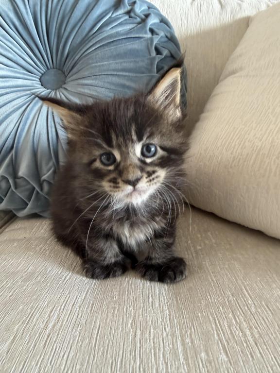 Caribbean Coons Maine Coons Sarasota photo 5