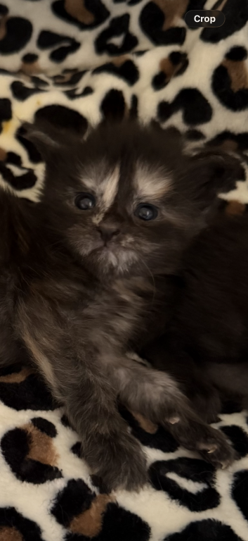 Caribbean Coons Maine Coons Sarasota photo 7