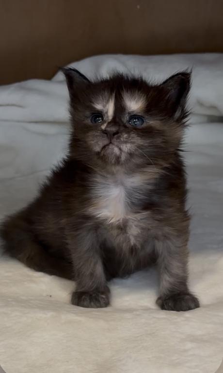Caribbean Coons Maine Coons Sarasota photo 10