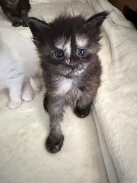 Caribbean Coons Maine Coons Sarasota photo 12