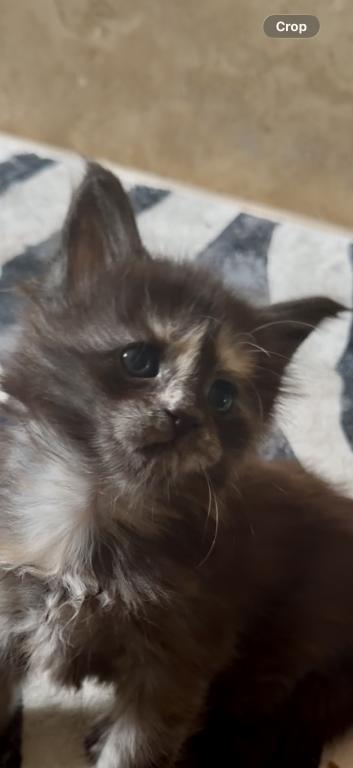 Caribbean Coons Maine Coons Sarasota
