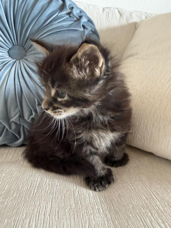 Caribbean Coons Maine Coons Sarasota photo 3
