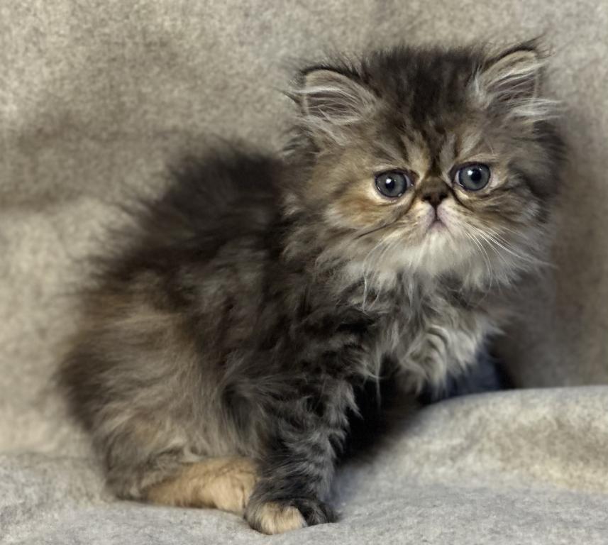 SP16 Laven Dilute Calico Smoke Female Available photo 15