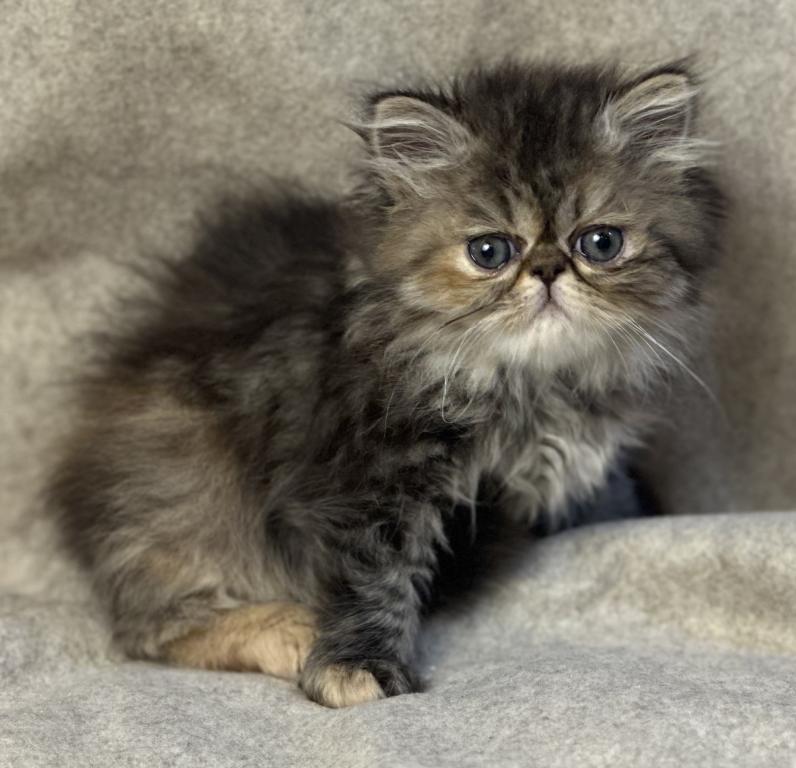 SP16 Laven Dilute Calico Smoke Female Available photo 12