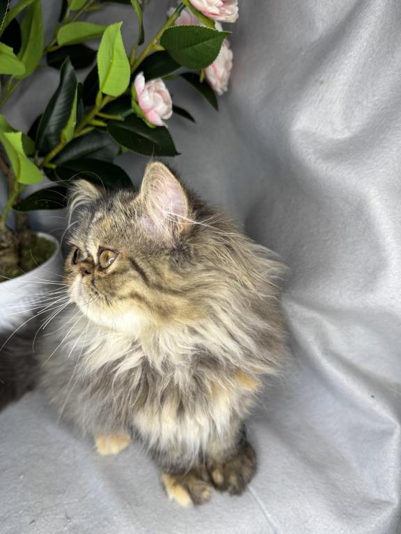 SP16 Laven Dilute Calico Smoke Female Available photo 3