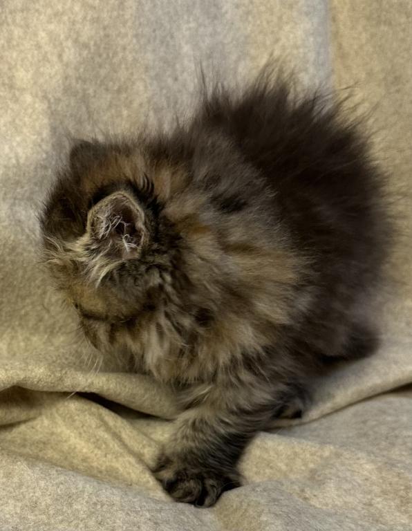 SP16 Laven Dilute Calico Smoke Female Available photo 11