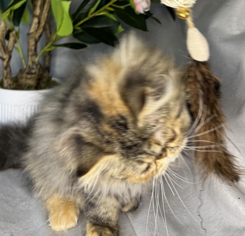 SP16 Laven Dilute Calico Smoke Female Available photo 7