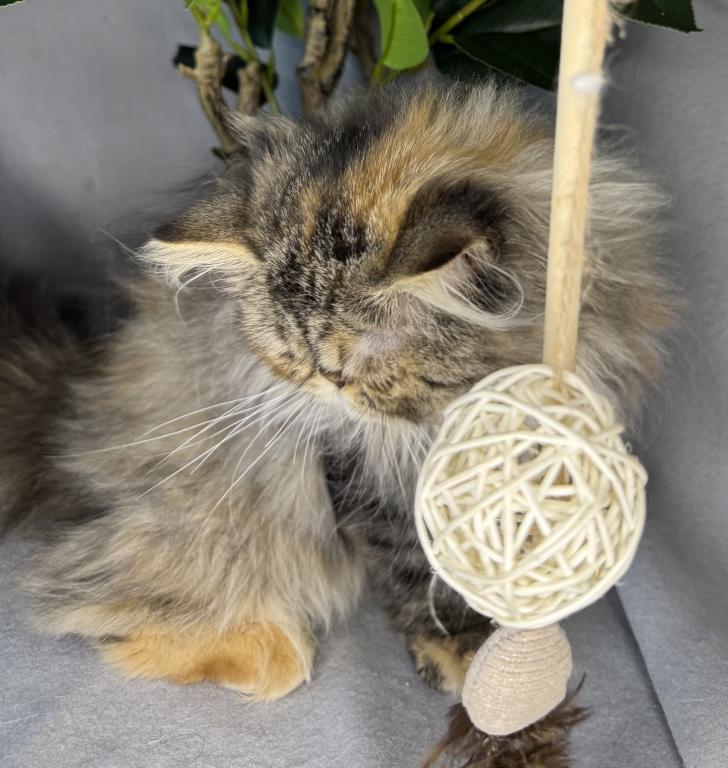 SP16 Laven Dilute Calico Smoke Female Available photo 10