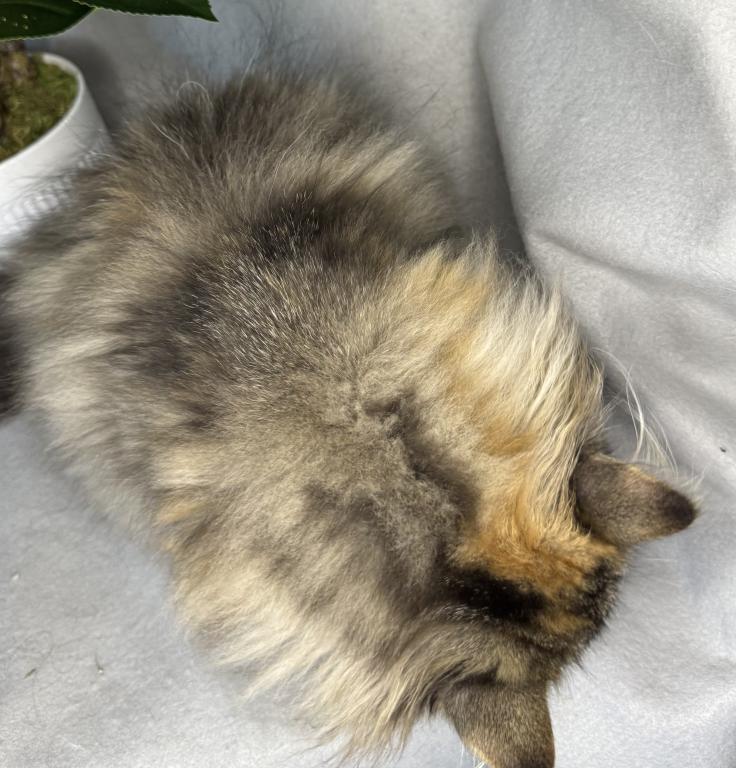 SP16 Laven Dilute Calico Smoke Female Available photo 4