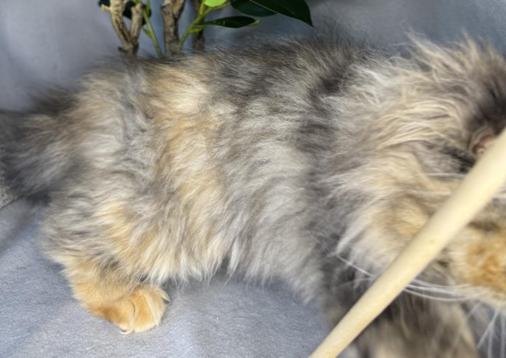 SP16 Laven Dilute Calico Smoke Female Available photo 9