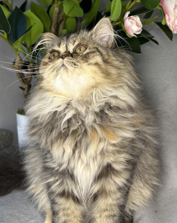 SP16 Laven Dilute Calico Smoke Female Available photo 1