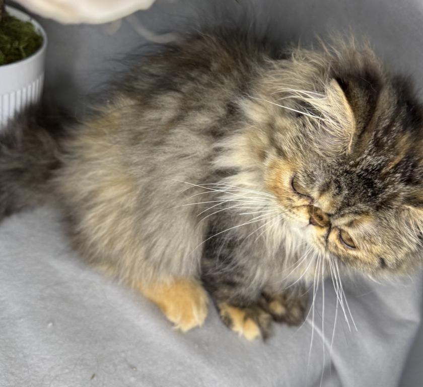 SP16 Laven Dilute Calico Smoke Female Available photo 5