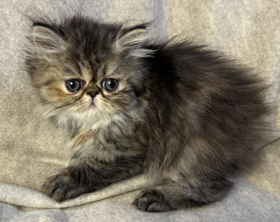 SP16 Laven Dilute Calico Smoke Female Available photo 14