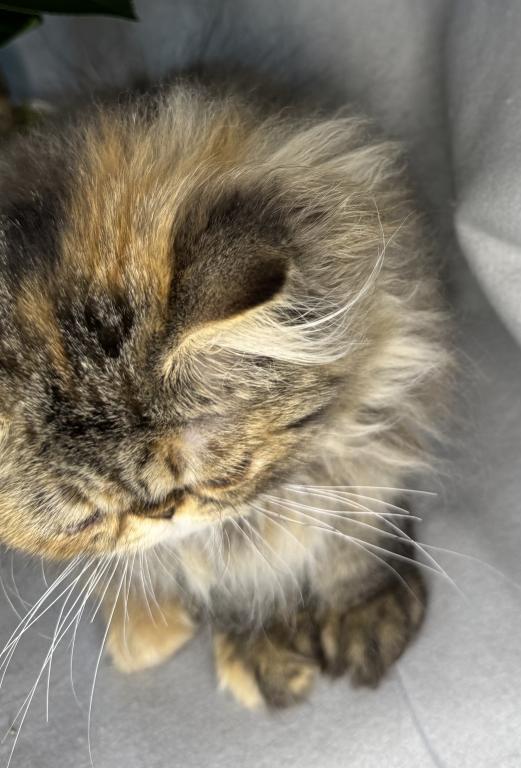 SP16 Laven Dilute Calico Smoke Female Available photo 6