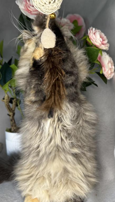 SP16 Laven Dilute Calico Smoke Female Available photo 2