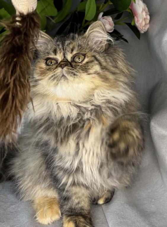 SP16 Laven Dilute Calico Smoke Female Available photo 8