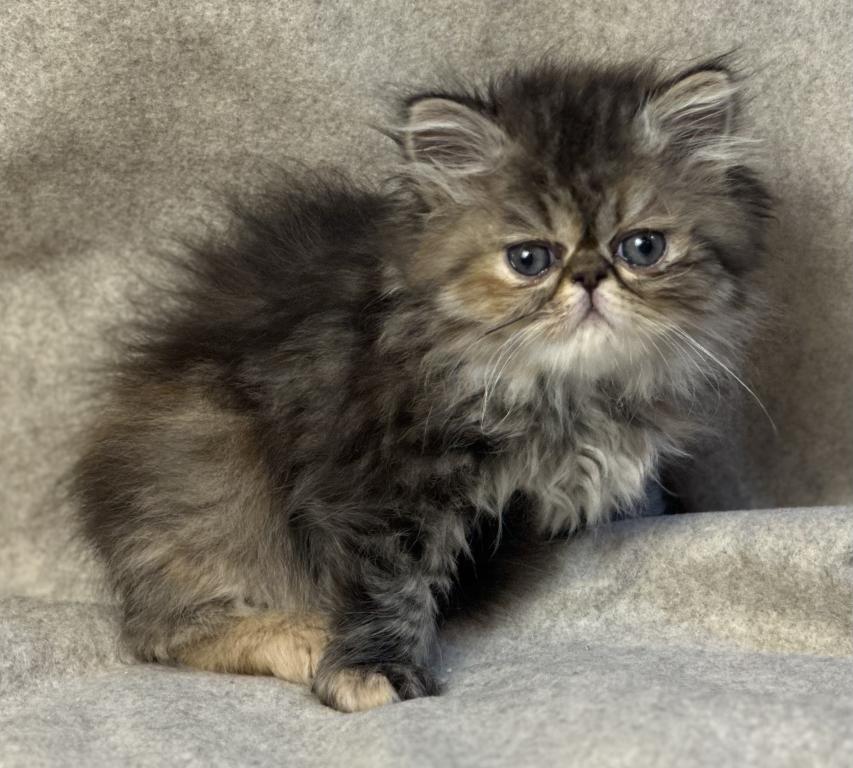 SP16 Lavender Dilute Calico Smoke Female Available photo 4