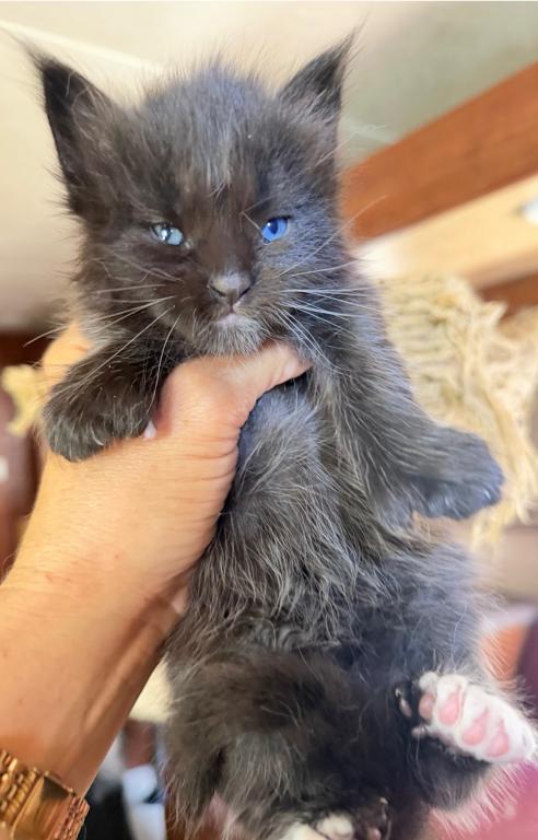 Odd Eyed Polydactyl Male Maine Coon Kitten photo 1