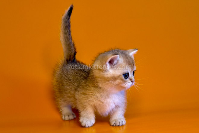 Esh Golden Shaded Munchkin Standard Short Segs photo 3