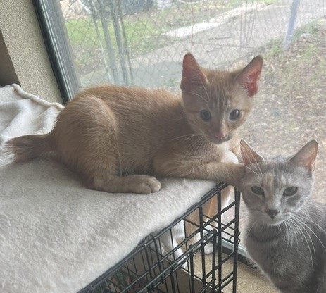 ORANGE MALE MANX photo 2