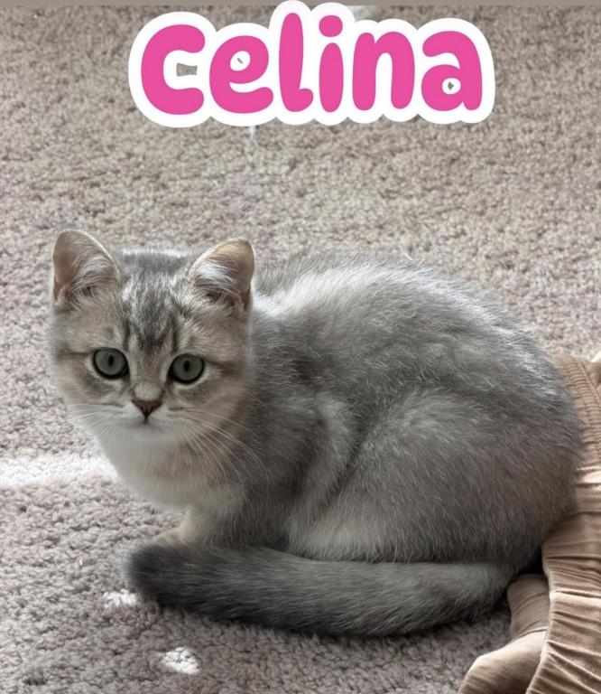 Celina