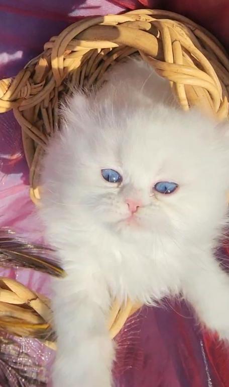 CFA Registered Beautiful White Blue Eyed Doll Face photo 11