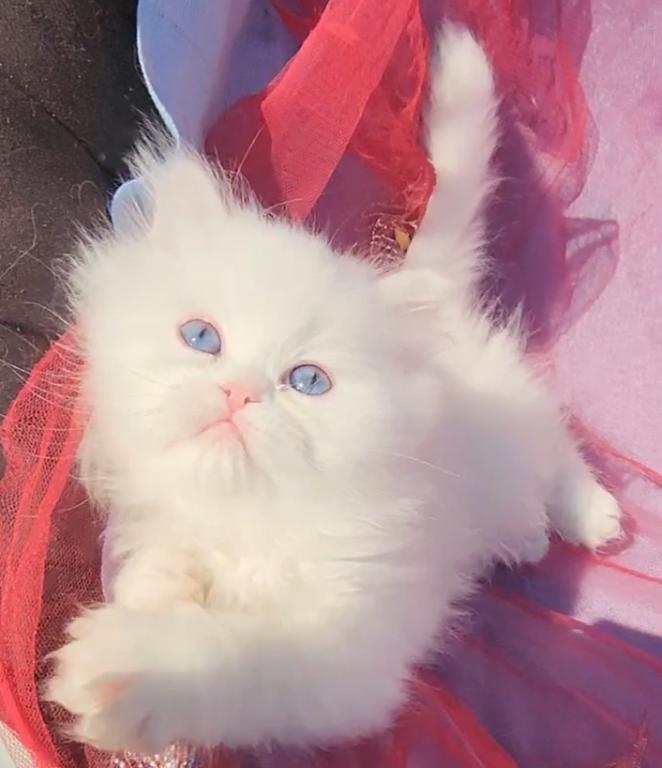 CFA Registered Beautiful White Blue Eyed Doll Face photo 10