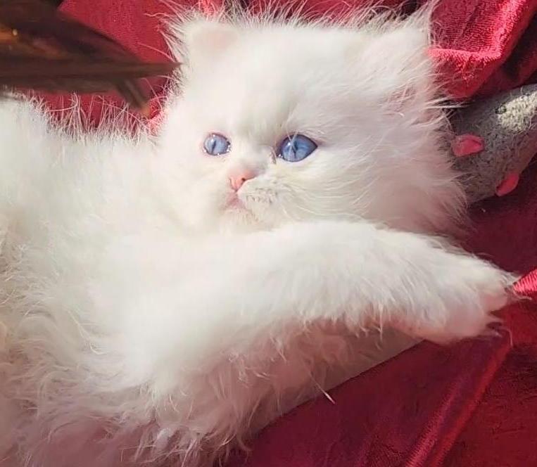 CFA Registered Beautiful White Blue Eyed Doll Face photo 15