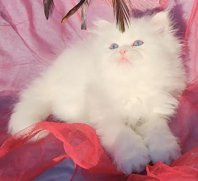 CFA Registered Beautiful White Blue Eyed Doll Face photo 4