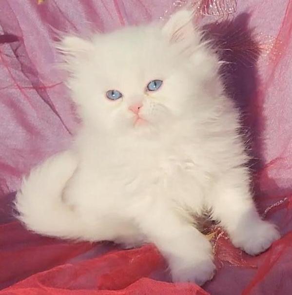 CFA Registered Beautiful White Blue Eyed Doll Face photo 3