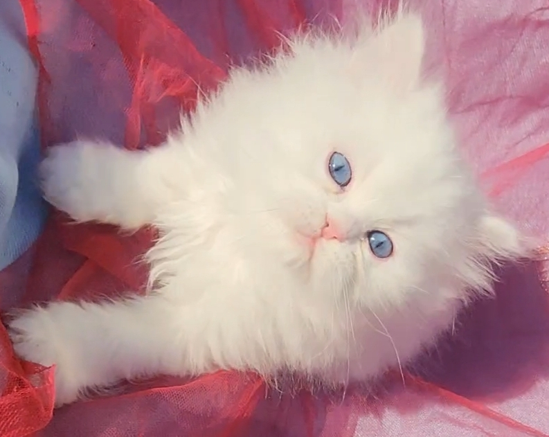 CFA Registered Beautiful White Blue Eyed Doll Face photo 8