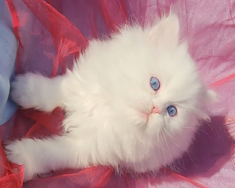 CFA Registered Beautiful White Blue Eyed Doll Face photo 12