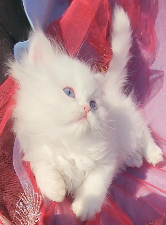 CFA Registered Beautiful White Blue Eyed Doll Face photo 6